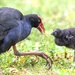Mum and chick by creative_shots