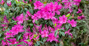 5th Mar 2024 - The Azaleas are in Bloom!