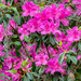 The Azaleas are in Bloom! by rickster549