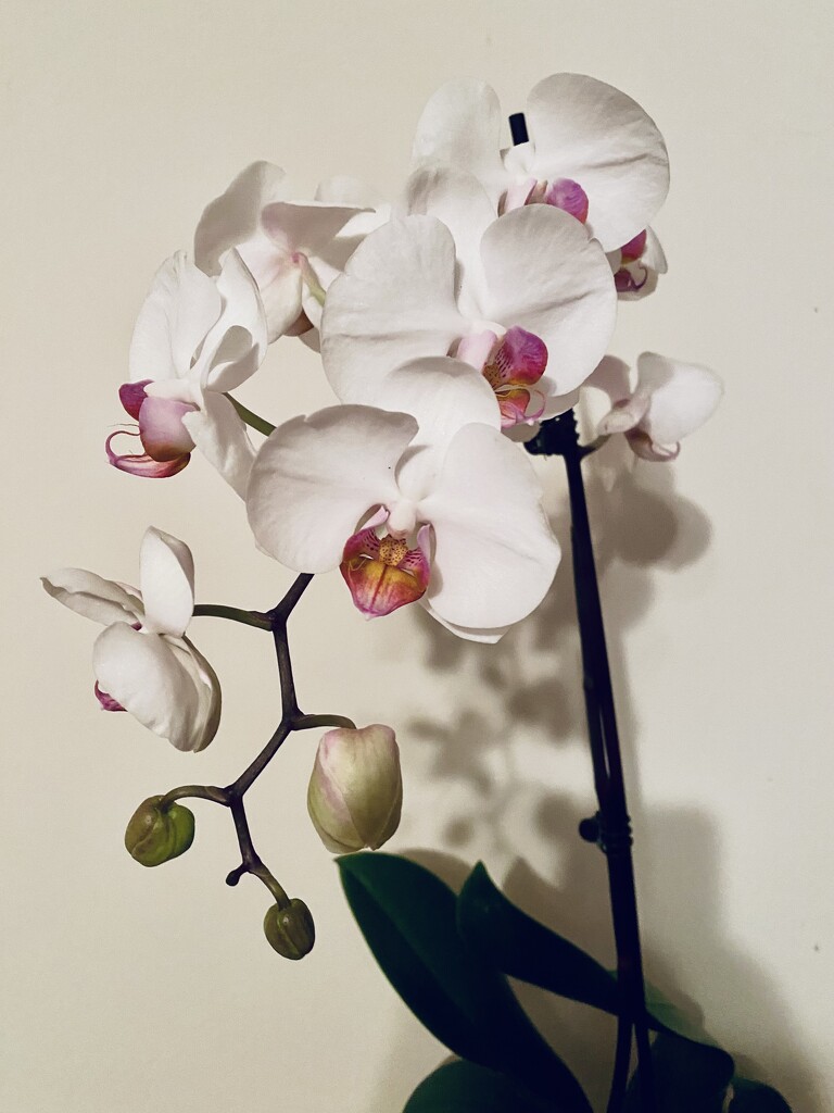 Moth Orchid by mtb24