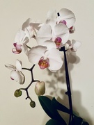5th Mar 2024 - Moth Orchid