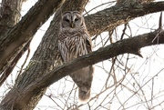 5th Mar 2024 - Daily owl photo