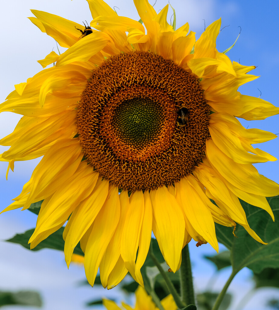 Sunflower with bumble bees by brigette
