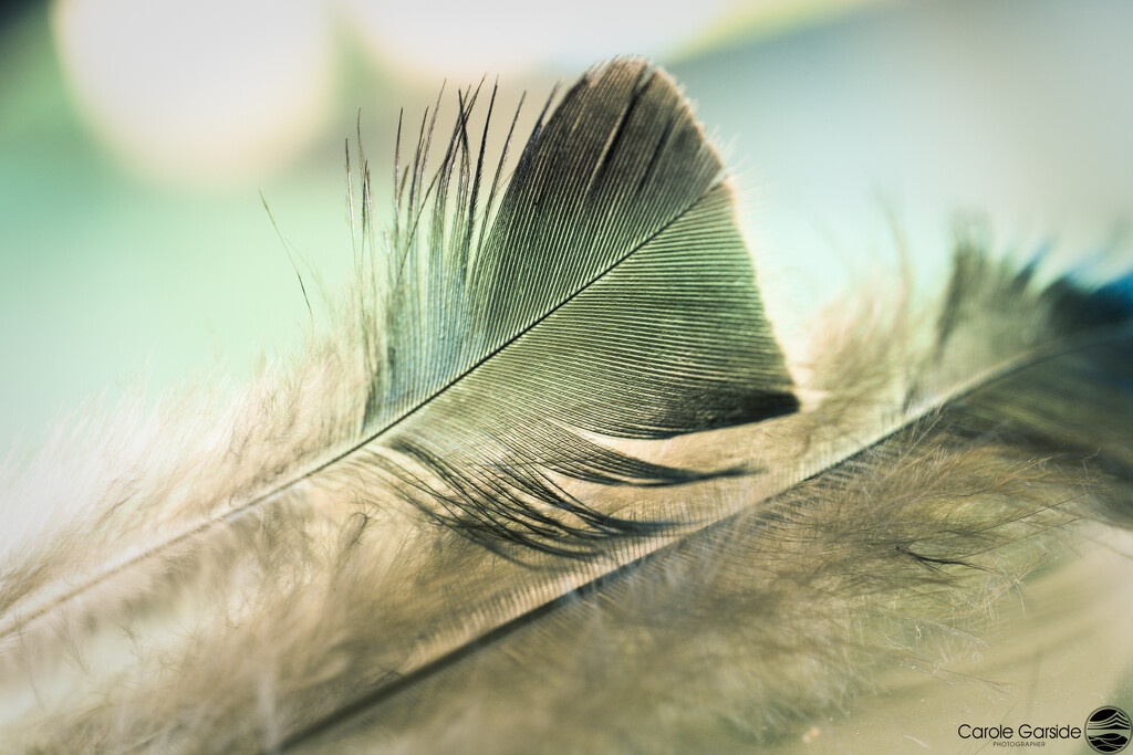 turkey feathers by yorkshirekiwi
