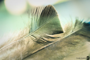 6th Mar 2024 - turkey feathers