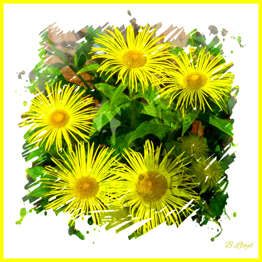 Yellow daisies. by beryl