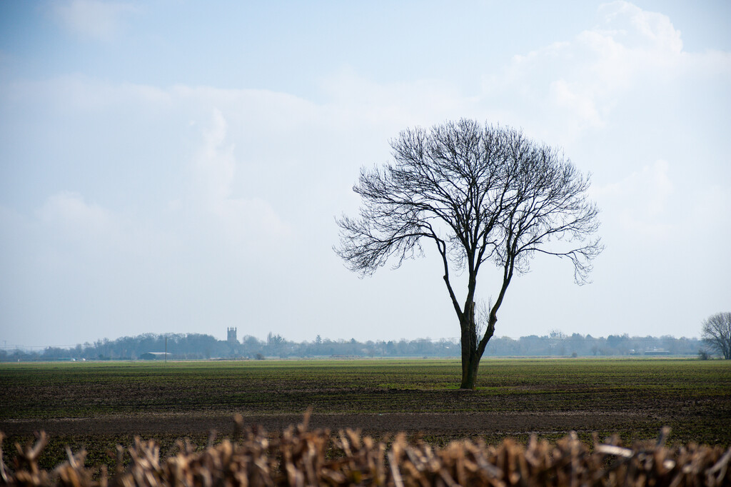 Lonely tree  by onebyone