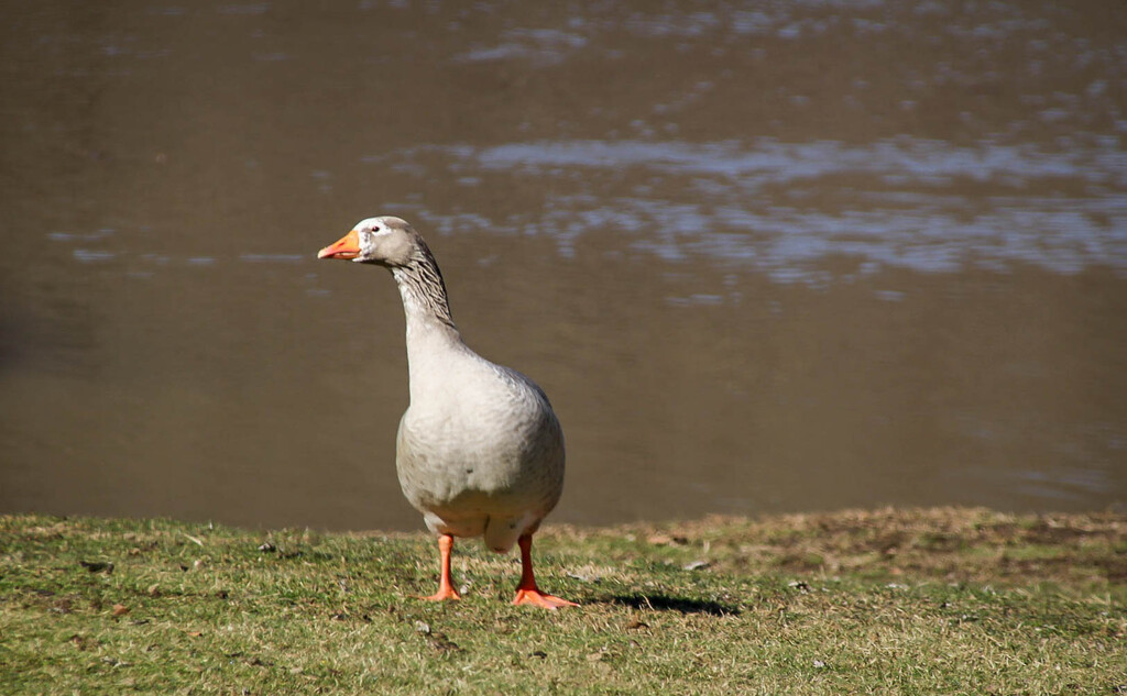 A goose by mittens