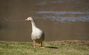 6th Mar 2024 - A goose