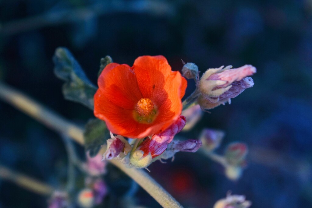 3 5 Orange Globemallow by sandlily