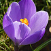 Crocus by fishers