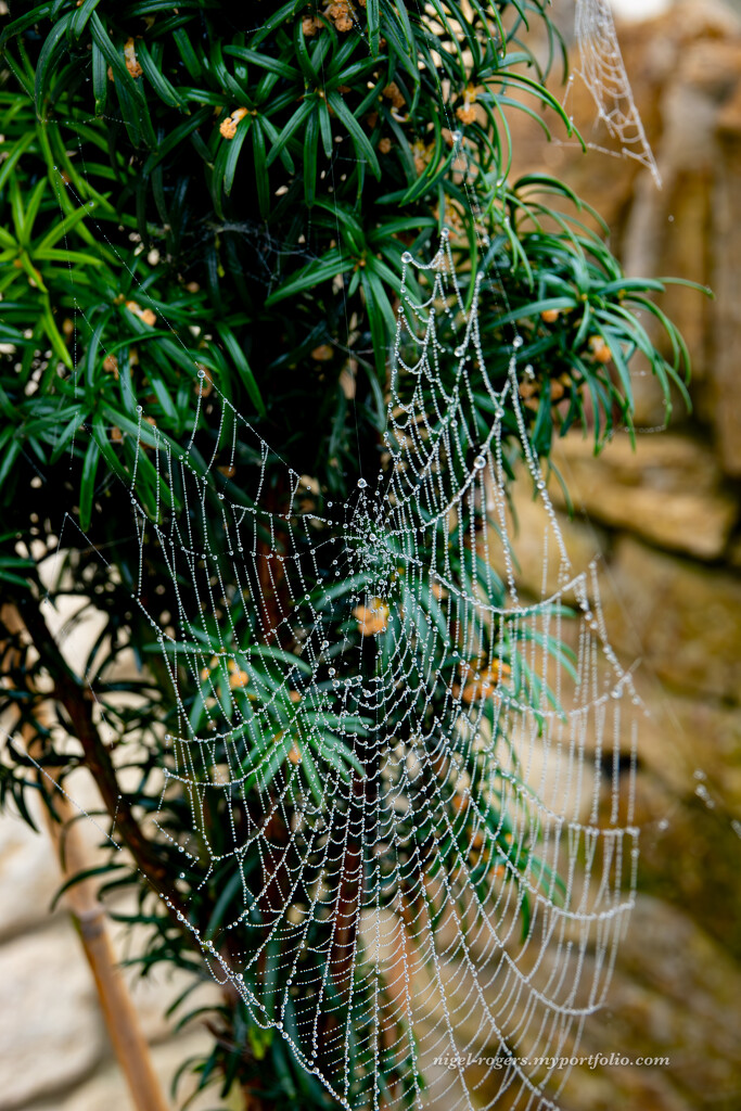 Morning dew on cobweb by nigelrogers