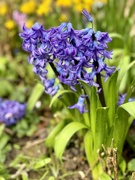 6th Mar 2024 - Hyacinth 