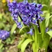 Hyacinth  by jeremyccc