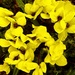 Yellow Cyclamen by shutterbug49