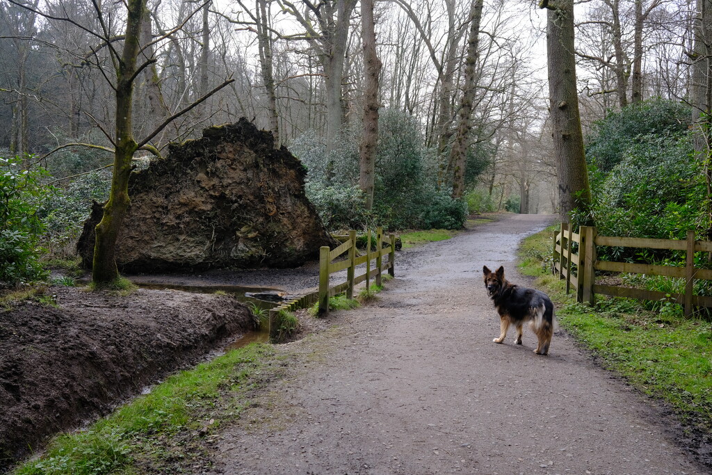 Honey at Virginia Water by happyteg