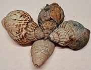 6th Mar 2024 - Day 66/366. Shells.