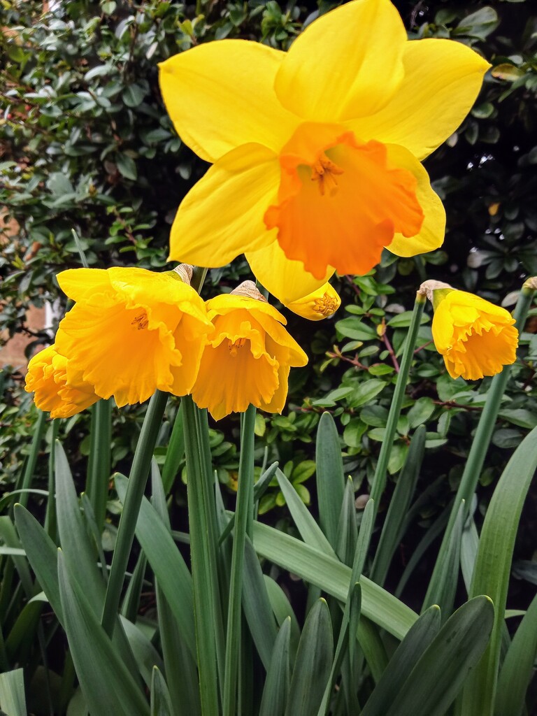 Cheerful dafs by 365projectorgjoworboys