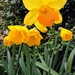 Cheerful dafs by 365projectorgjoworboys