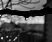 6th Mar 2024 - Water drop