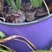 Purple pot by homeschoolmom