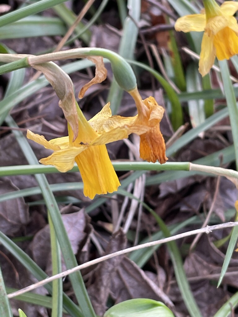 Yellow daffodils  by homeschoolmom