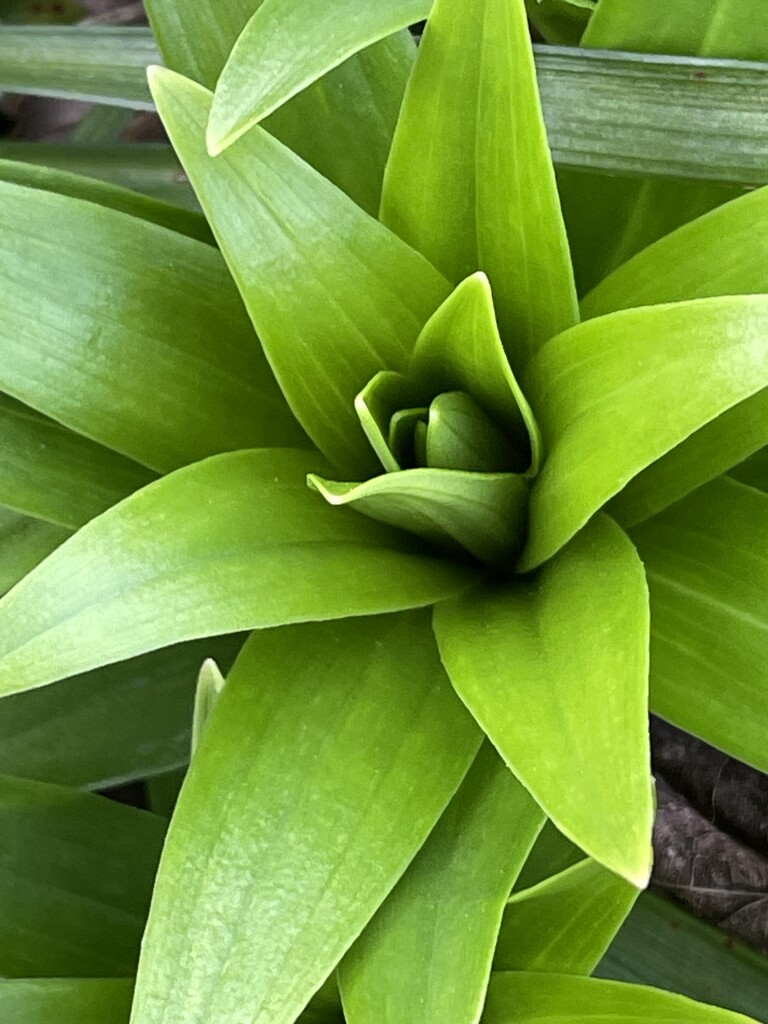 Green lilies  by homeschoolmom