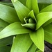 Green lilies  by homeschoolmom