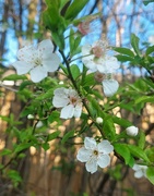 6th Mar 2024 - Blossom beauty