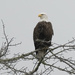 Eagle watch by mccarth1