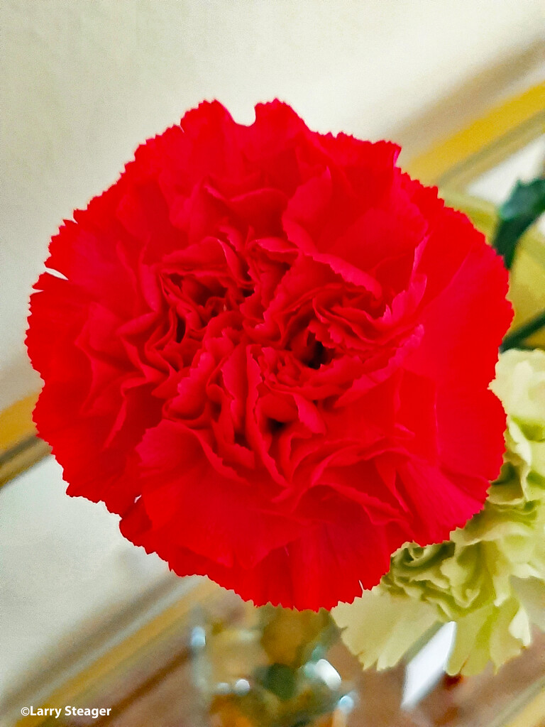 Red carnation by larrysphotos