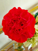 6th Mar 2024 - Red carnation