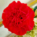 Red carnation by larrysphotos