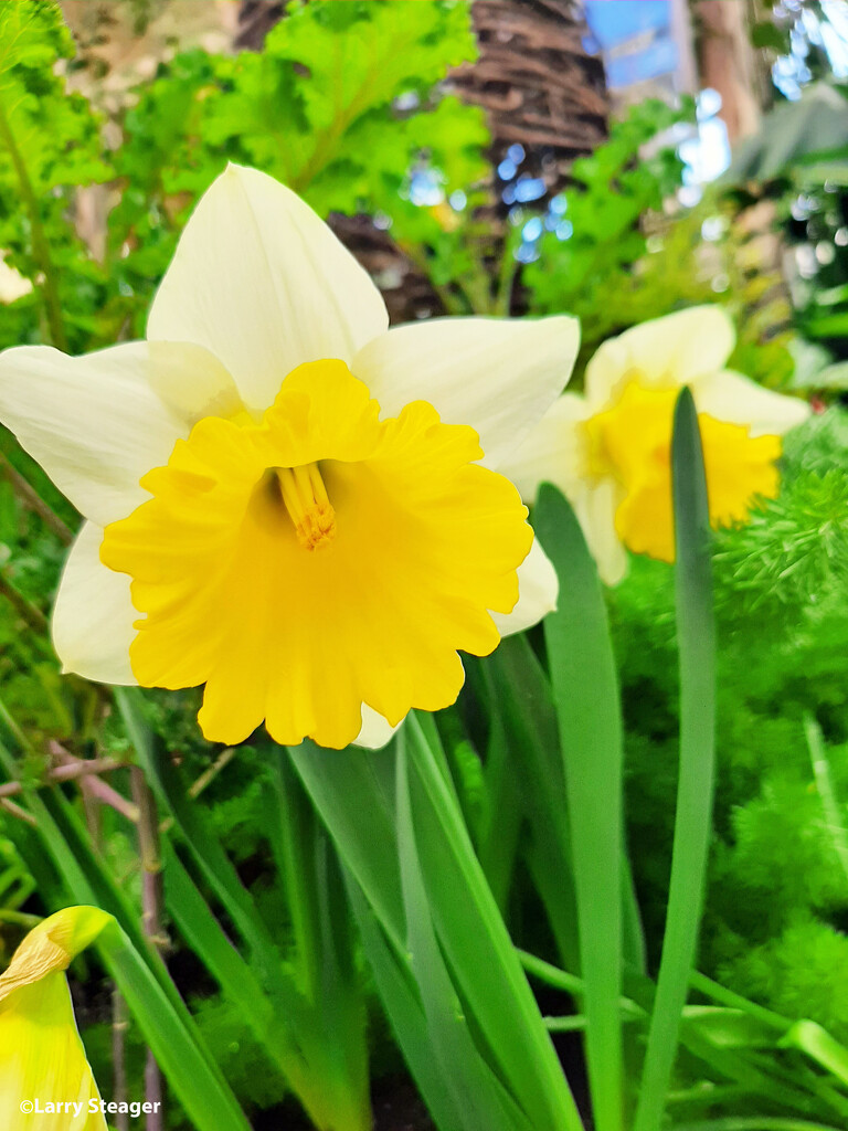 Daffodil by larrysphotos