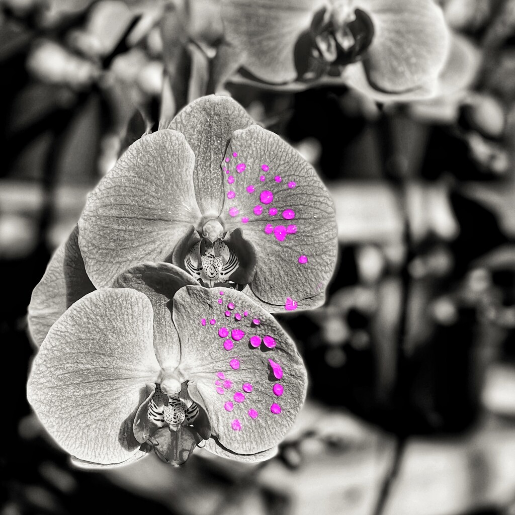 Fuchsia Drops by jnewbio