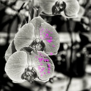 6th Mar 2024 - Fuchsia Drops