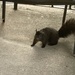 Another Squirrel  by spanishliz