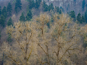 6th Mar 2024 - Trees texture