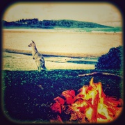 7th Mar 2024 - Campfire with Kangaroo
