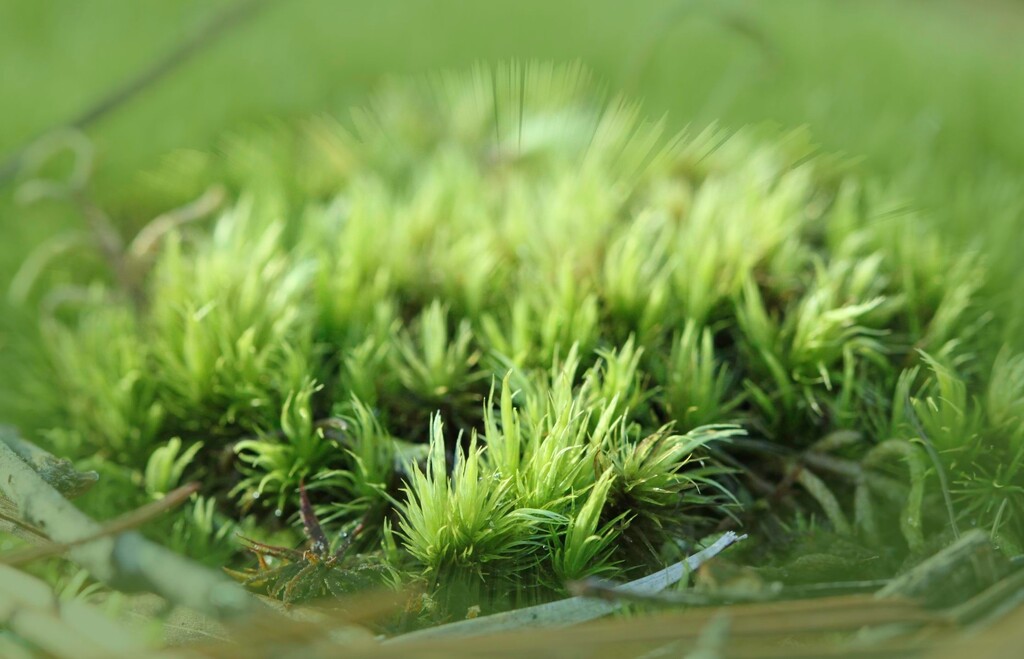 Mossy green... by marlboromaam
