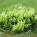 Mossy green... by marlboromaam
