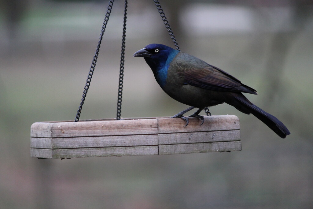 Blackbird by essiesue
