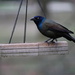 Blackbird by essiesue