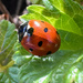 Ladybird by 365projectmaxine