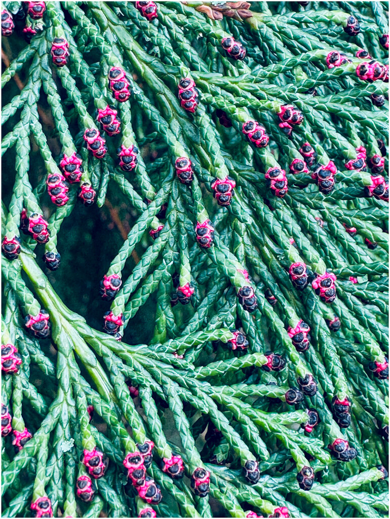 Buds on an evergreen by clifford