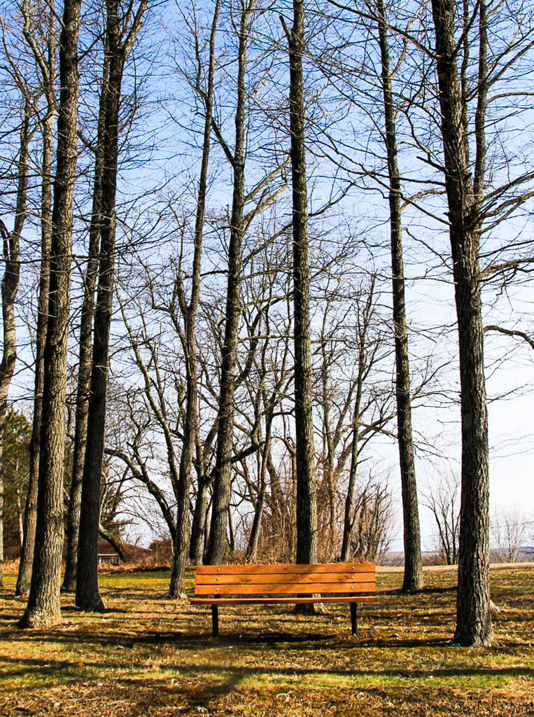 A bench in the park by mittens