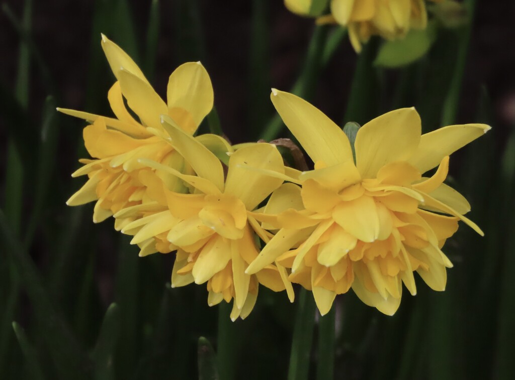 More daffs by orchid99