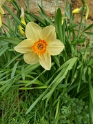 7th Mar 2024 - Another daff colour combo 