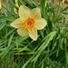 Another daff colour combo  by 365projectorgjoworboys