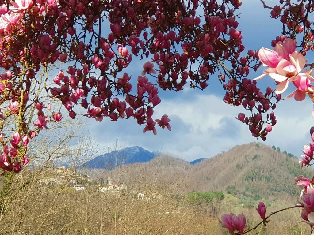 Mountainous Magnolias by will_wooderson